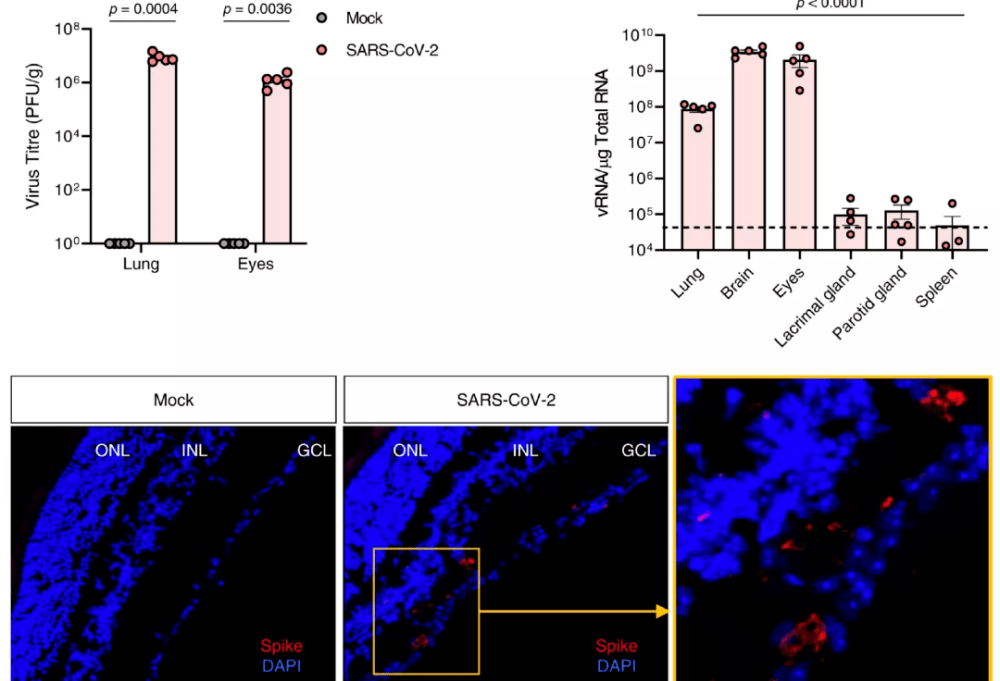 感染新冠后，小鼠眼部及其他器官中的病毒浓度