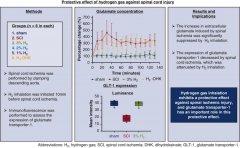 氢气吸入治疗脊髓缺血再灌注损伤，剂量效应关系研究