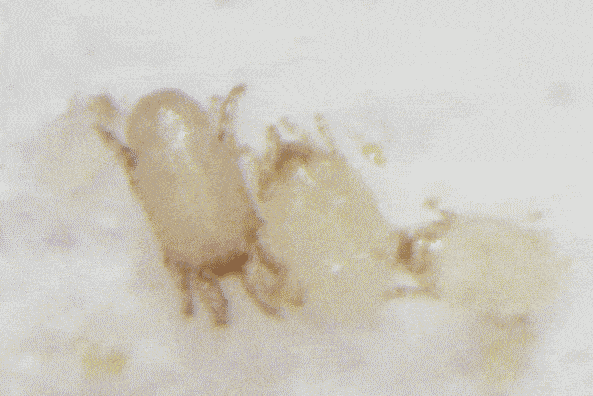 百篇科普系列（2）| 次氯酸具备哪些功能？