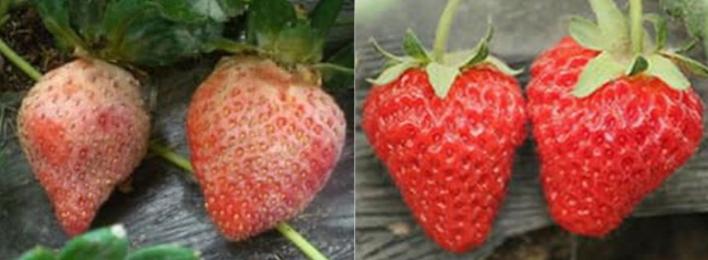 百篇科普系列（2）| 次氯酸具备哪些功能？