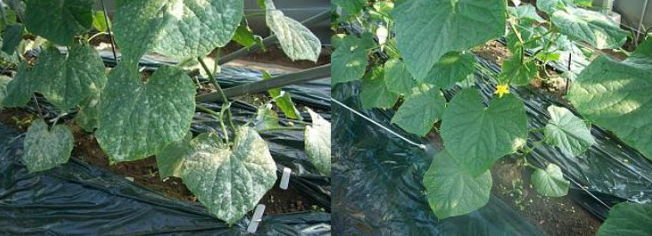 百篇科普系列（2）| 次氯酸具备哪些功能？