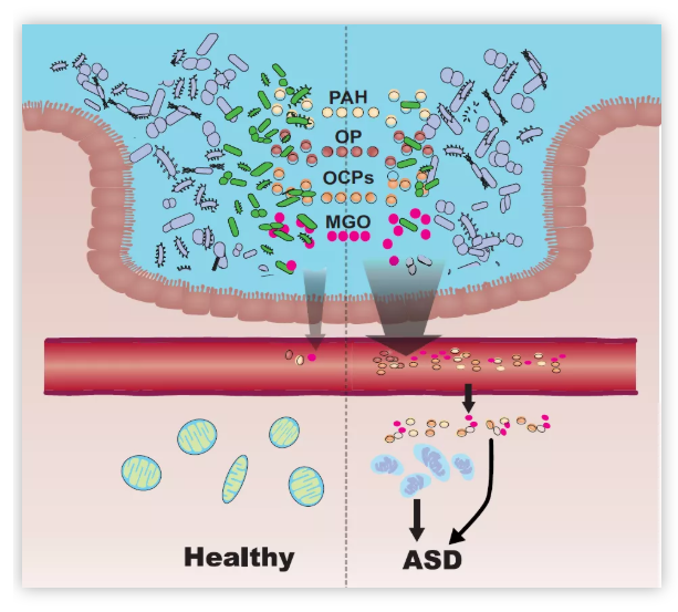 Science子刊：我国学者证实肠道菌群与自闭症的关联，肠道菌群排毒功能