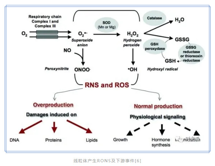 有事没事都能吸，治病还能抗衰老？来呀，一起吸~