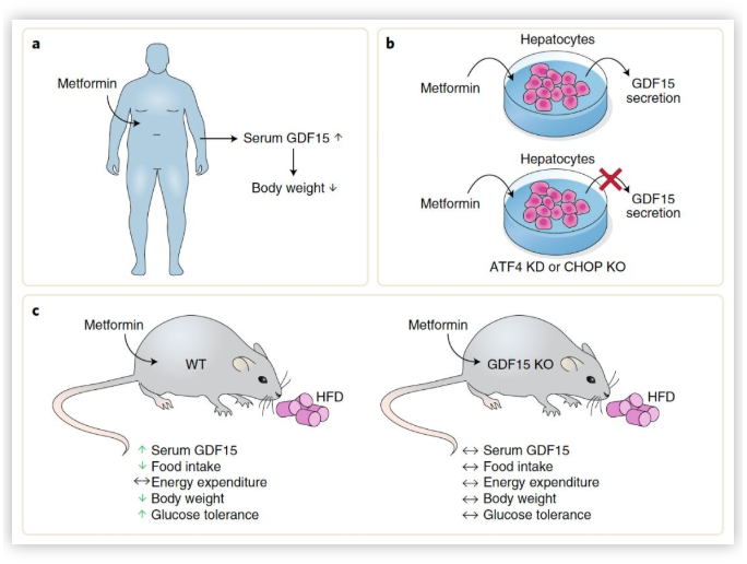 “神药”二甲双胍登上Nature主刊，二甲双胍减肥之谜终于搞清楚了