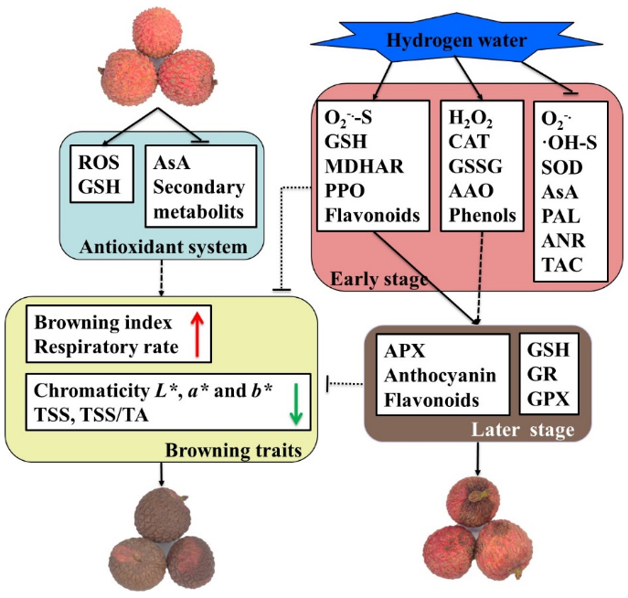 氢水保鲜水果，荔枝也可以！