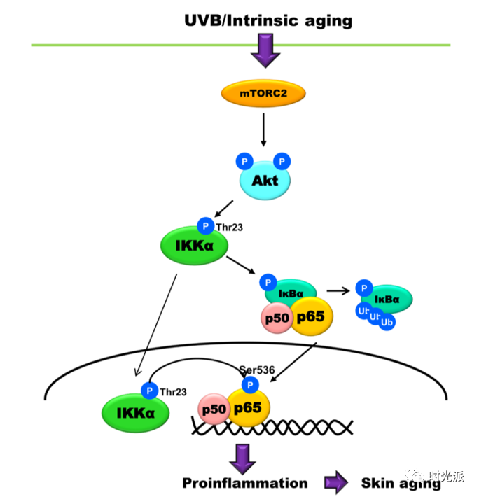疯狂拉扯你皮肤老化进度条的“三兄弟”—氧化、炎症、糖化