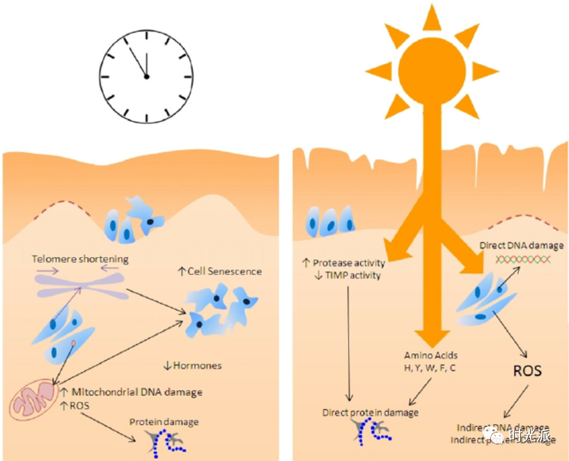 疯狂拉扯你皮肤老化进度条的“三兄弟”—氧化、炎症、糖化