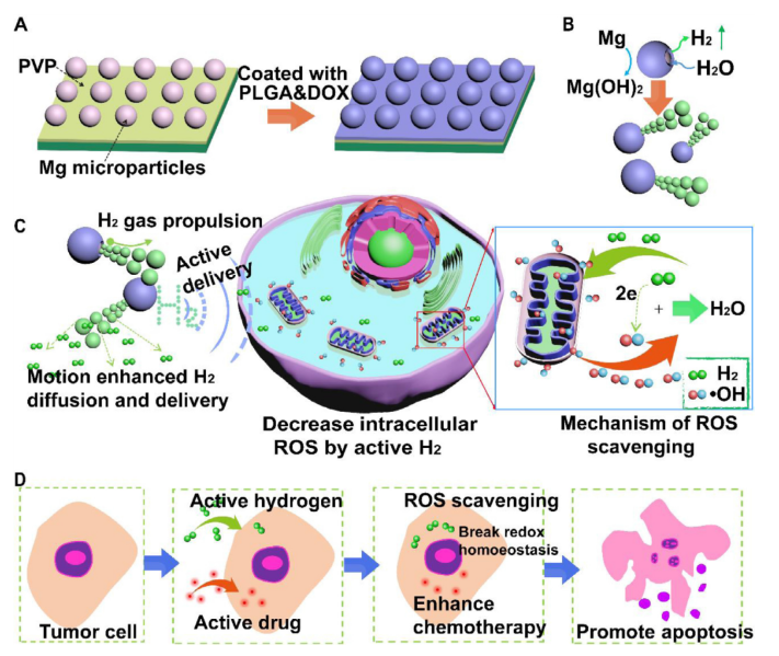 药+氢，显神功，氢气分子马达！