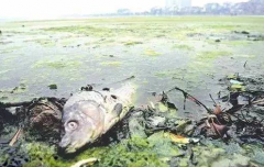 还在担心吃的不健康？氢力泉教你制作“超级解