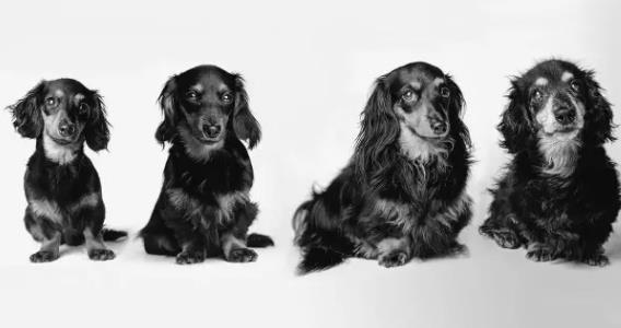 大型犬短命是因为自由基太多