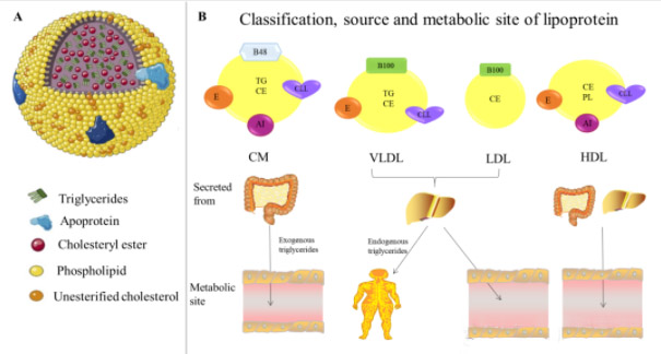 脂蛋白机制假说：氢分子作用于血循环复合大分子脂滴颗粒