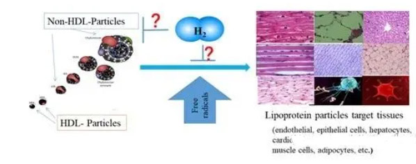 脂蛋白机制假说：氢分子作用于血循环复合大分子脂滴颗粒