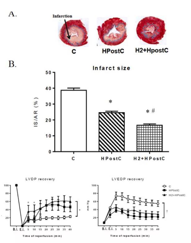 斯洛伐克：氢气对心脏缺血的保护作用（图）