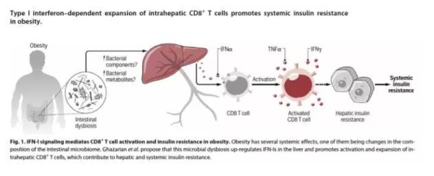 菌群 发炎 脂肪肝，氢水提供双保险