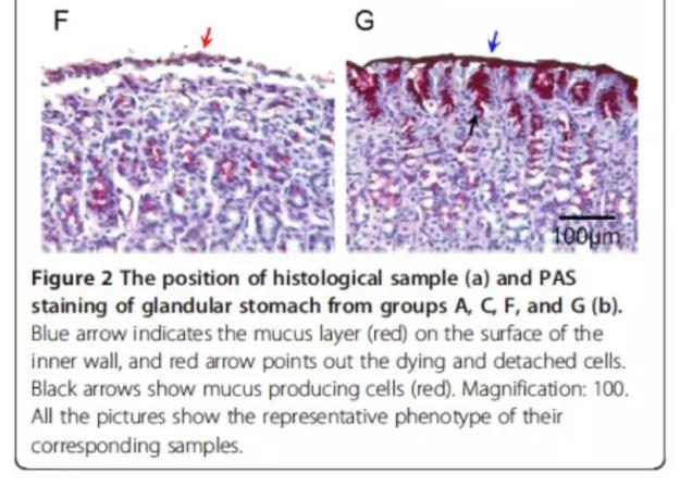 清华：氢水改善胃溃疡有剂量依靠关系