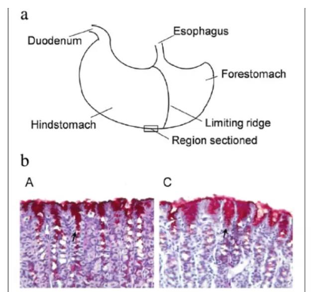 清华：氢水改善胃溃疡有剂量依靠关系