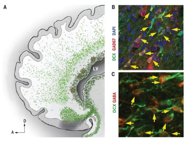 先心患儿大脑易发育障碍，氢气能不能用？