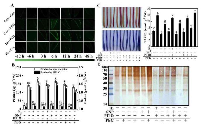 氢气和一氧化氮，明星分子惺惺相惜！
