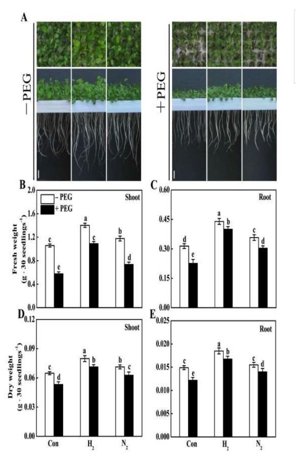 氢气和一氧化氮，明星分子惺惺相惜！