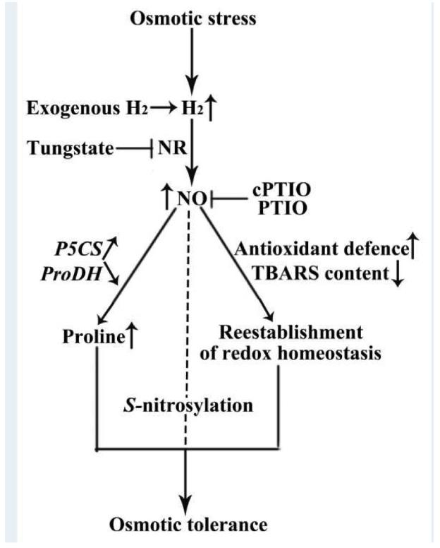 氢气和一氧化氮，明星分子惺惺相惜！