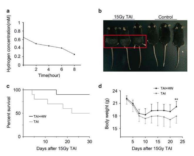 放射性肠损伤，氢水也能保护！