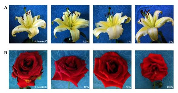 氢水对花的保鲜效果很不错，能让花的品相提高！