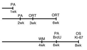 急死干细胞，氢水可保护