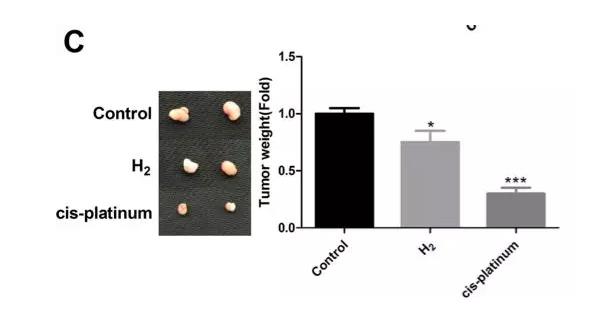 氢气改善肺癌的研究，氢气吸入4周，肿瘤缩小一圈