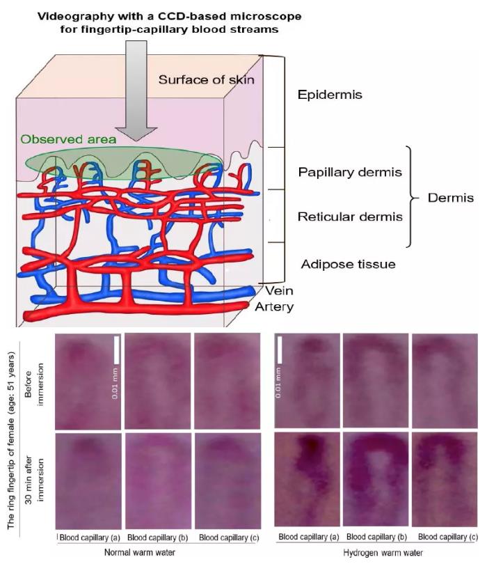 泡氢水美容！人体试验证据，氢靓！