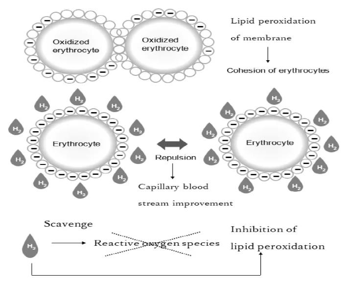 泡氢水美容！人体试验证据，氢靓！
