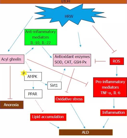氢水解酒毒，效果接近天然保肝药水飞蓟素