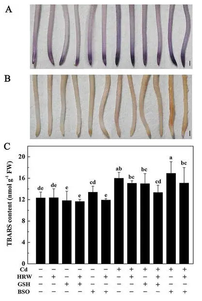 当小白菜遇到镉，氢气来摆平！