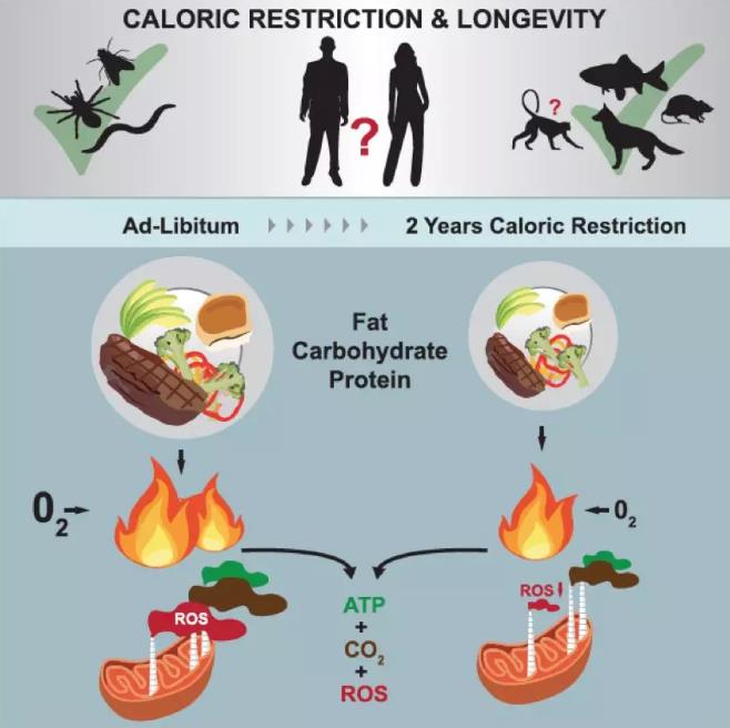 少吃长寿，氢气也管用