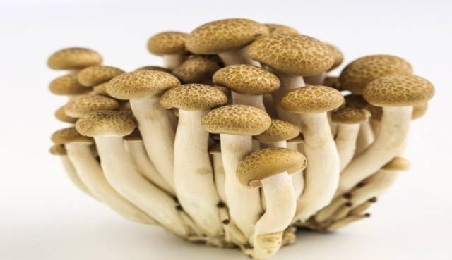 惊叹：氢气对食用菌也有作用