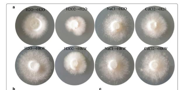 惊叹：氢气对食用菌也有作用