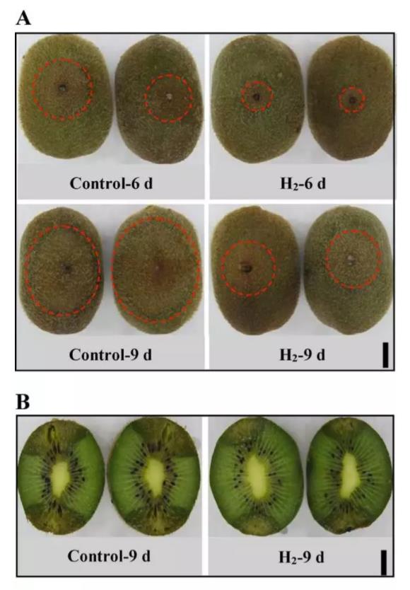 水果保鲜，氢气也是一流神气！