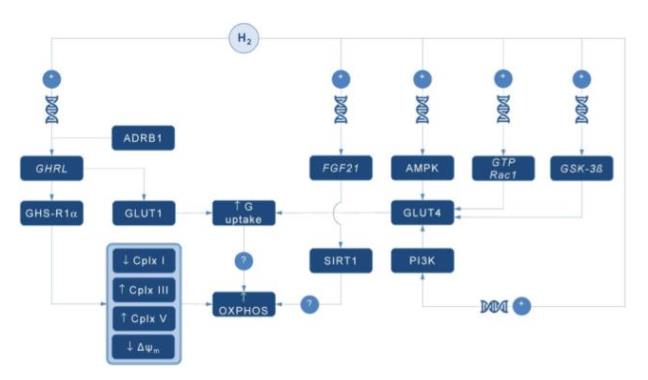 争鸣：氢气是能量代谢促进分子