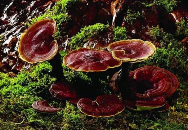 南京农业大学：氢水对灵芝的作用