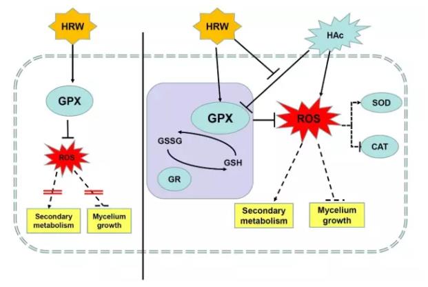 南京农业大学：氢水对灵芝的作用