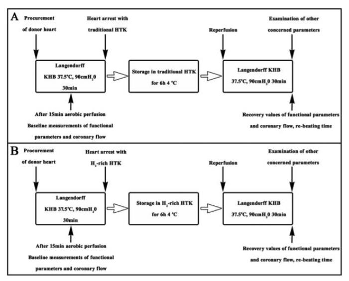 长海医院：氢气提高体外心脏保存效果