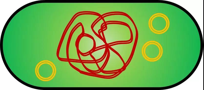 病毒从哪里来？