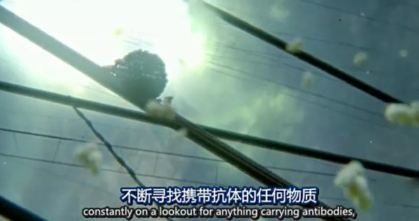 关于病毒，需要了解的三层知识