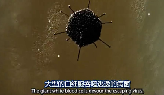 关于病毒，需要了解的三层知识