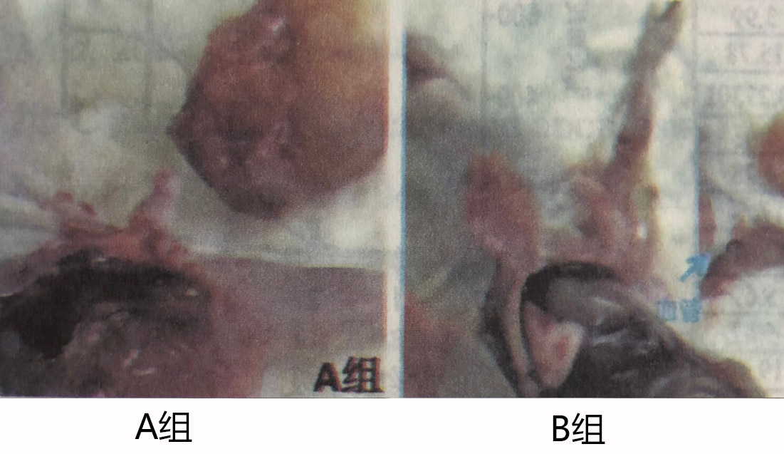 【实验】氢气对肿瘤形成的影响，正常组和吸氢组对比