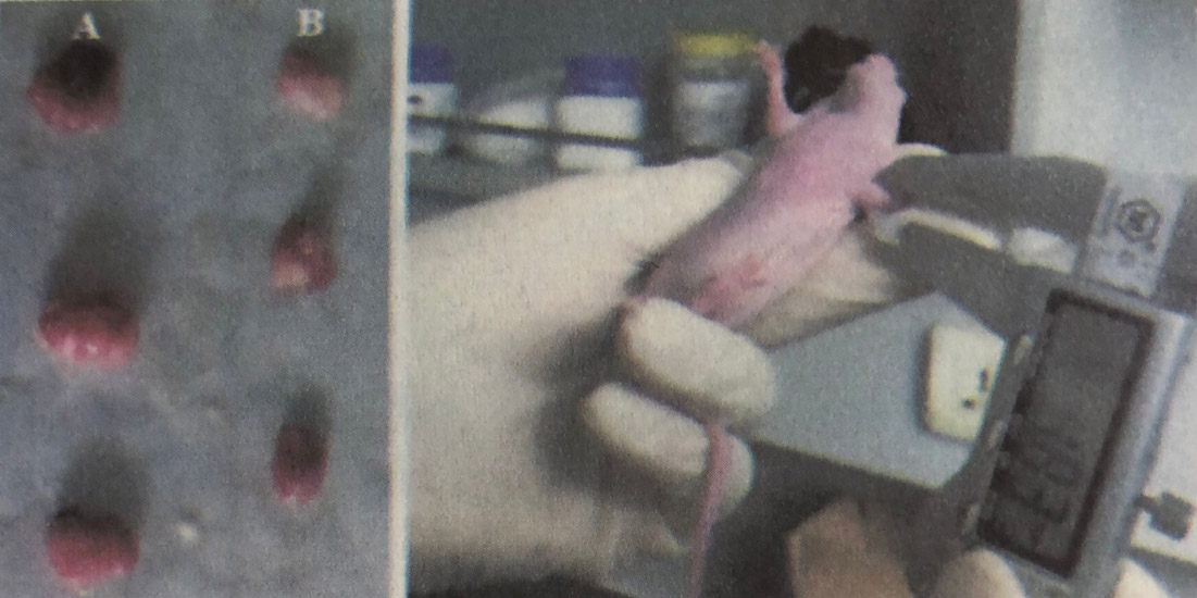 【实验】氢气对肿瘤形成的影响，正常组和吸氢组对比