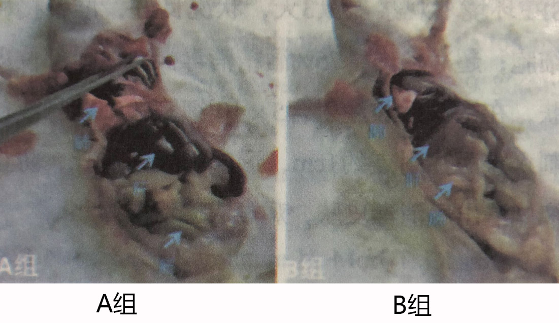 【实验】氢气对肿瘤形成的影响，正常组和吸氢组对比