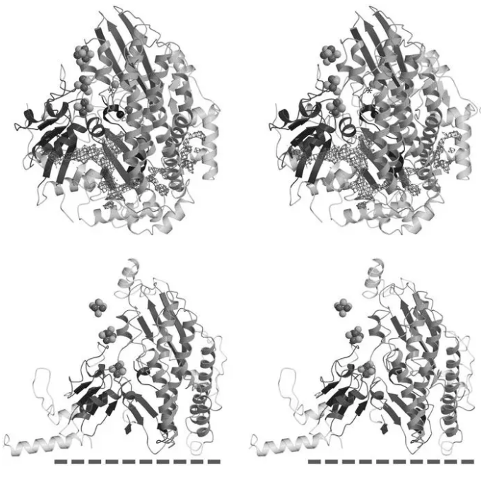 氢化酶和线粒体复合物I的进化关系