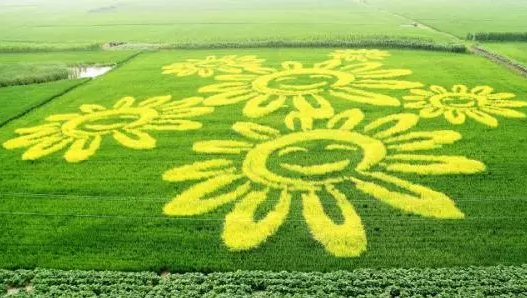 博天堂在线水减轻紫花苜蓿中镉的毒性