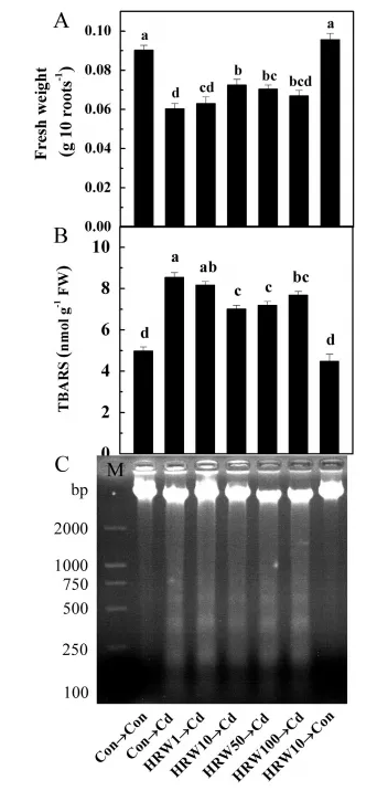 博天堂在线水减轻紫花苜蓿中镉的毒性