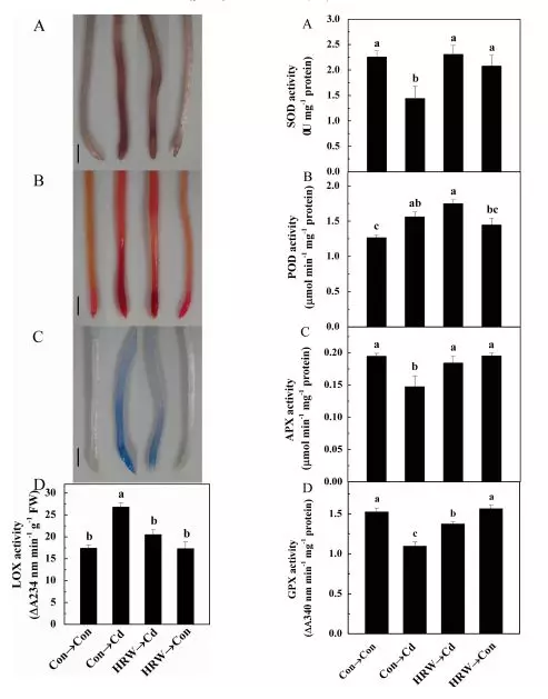 博天堂在线水减轻紫花苜蓿中镉的毒性